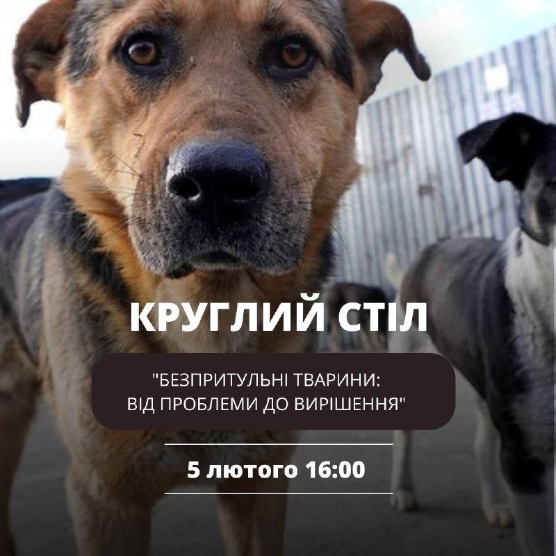 Проблему безпритульних тварин можливо вирішити тільки спільними зусиллями!